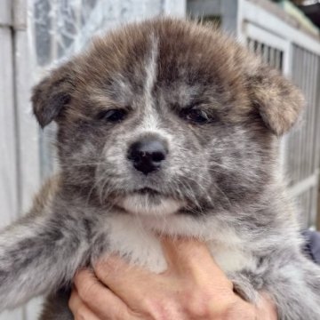 秋田犬【茨城県・女の子・2024年12月7日・虎】の写真「食欲旺盛で元気いっぱいの女の子です♪♪」