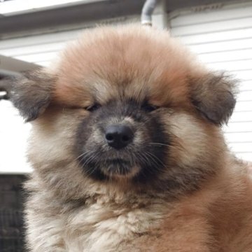 秋田犬【茨城県・女の子・2025年7月12日・赤(長毛)】の写真「ふわふわモコモコ長毛の女の子です♪♪」