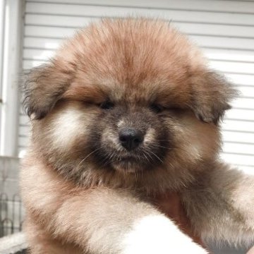 秋田犬【茨城県・女の子・2025年7月12日・赤(長毛)】の写真「ふわふわモコモコ長毛の女の子です♪♪」