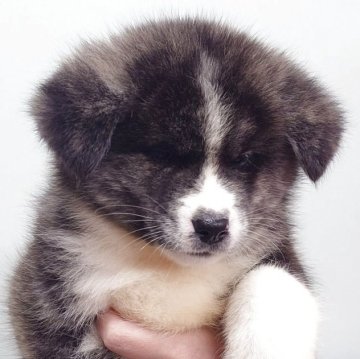 秋田犬【茨城県・女の子・2024年10月10日・虎】の写真「元気いっぱいで陽気な性格の女の子です♪♪」