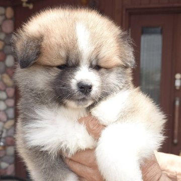 秋田犬【茨城県・女の子・2025年7月18日・赤(長毛)】の写真「愛嬌満点のふわふわ長毛の女の子です♪」