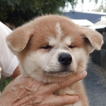秋田犬【茨城県・女の子・2025年7月30日・赤】の写真「元気で明るい性格の女の子です♪♪」