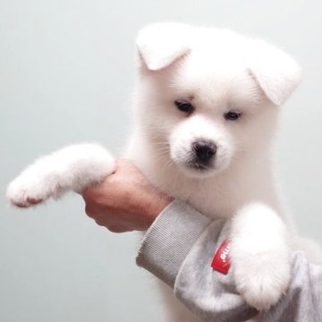 秋田犬【茨城県・男の子・2025年3月20日・白】の写真「好奇心旺盛で元気いっぱいの男の子です♪」
