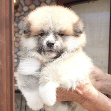 秋田犬【茨城県・男の子・2025年7月18日・赤(長毛)】の写真「大人気のモコモコ赤毛長毛の男の子です♪♪」