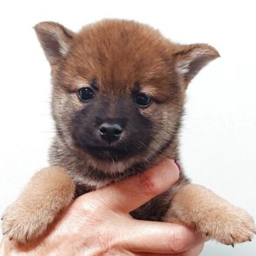 柴犬(標準サイズ)【茨城県・男の子・2025年8月27日・赤】の写真「好奇心旺盛で明るい性格の男の子です♪♪」