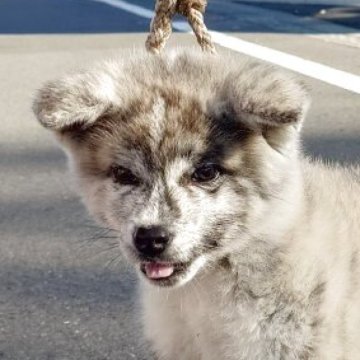 秋田犬【茨城県・女の子・2025年9月10日・虎】の写真「好奇心旺盛で元気いっぱいの女の子です♪♪」