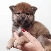 豆柴【茨城県・男の子・2025年10月8日・赤】の写真1