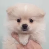 ポメラニアン