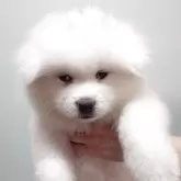 秋田犬