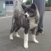 秋田犬【茨城県・男の子・2024年12月24日・虎】の写真1