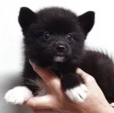 ポメ柴(ポメラニアン×柴犬)【茨城県・男の子・2025年7月21日・黒】の写真1