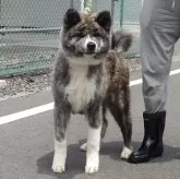 秋田犬【茨城県・男の子・2024年12月24日・虎】の写真1