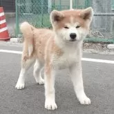 秋田犬