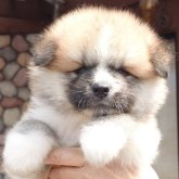秋田犬