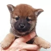 柴犬(標準サイズ)