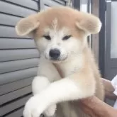 秋田犬