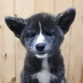 秋田犬