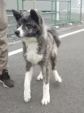 秋田犬【茨城県・男の子・2024年12月24日・虎】の写真2