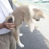 秋田犬【茨城県・女の子・2025年7月20日・赤】の写真4