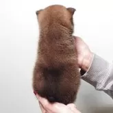 豆柴【茨城県・男の子・2025年10月8日・赤】の写真5