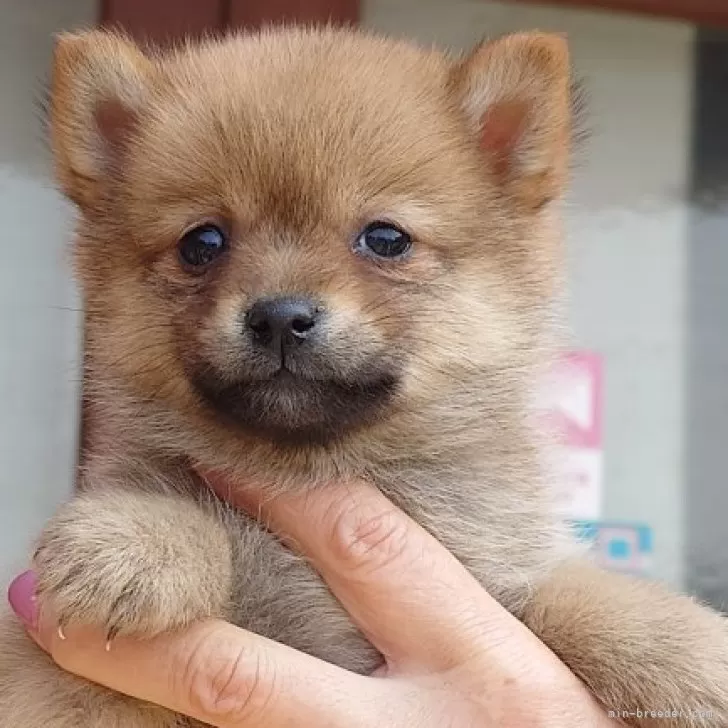 ID：2404-01022の子犬