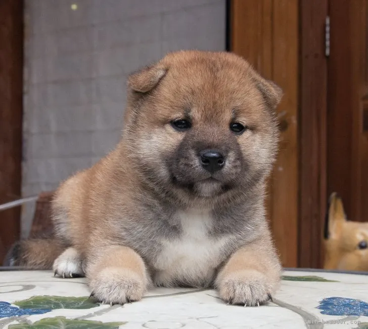 ID：1809-00290の子犬
