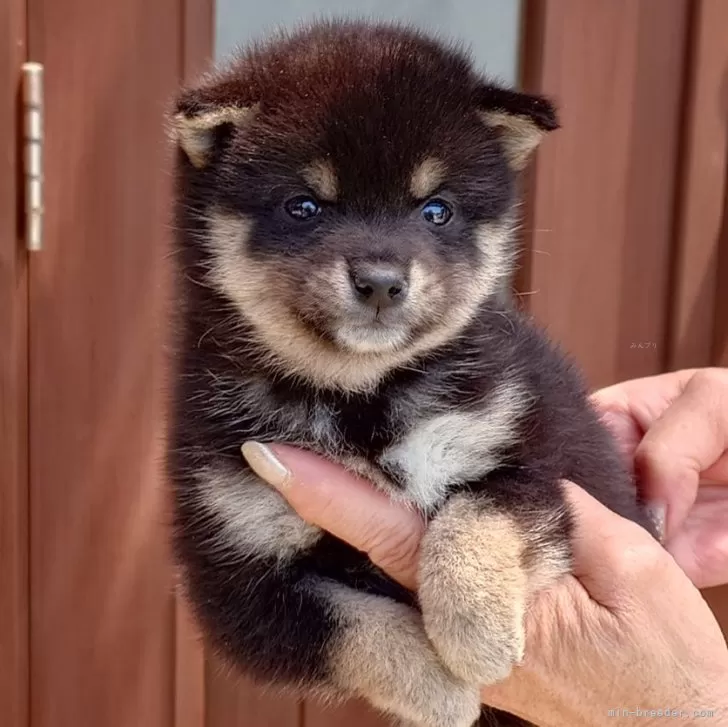 ID：2405-02728の子犬