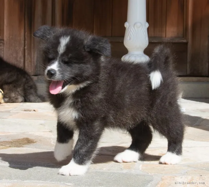 ID:1809-00973の子犬