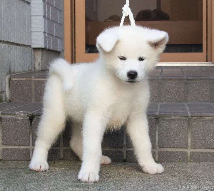ID:1809-00972の子犬