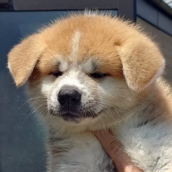 ID：2407-00622の子犬
