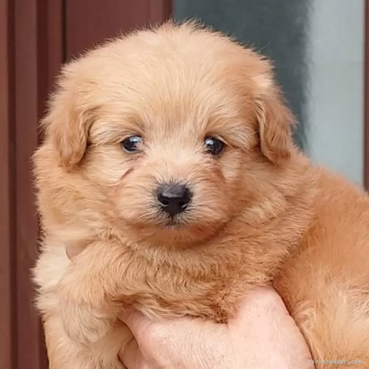 T.W 様のお迎えした子犬