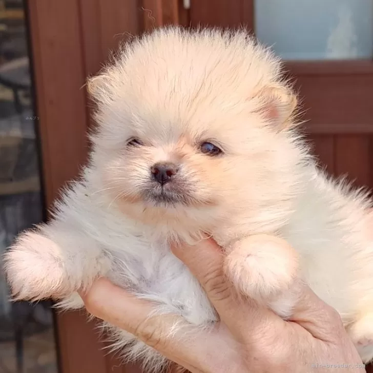 ID:2404-00601の子犬