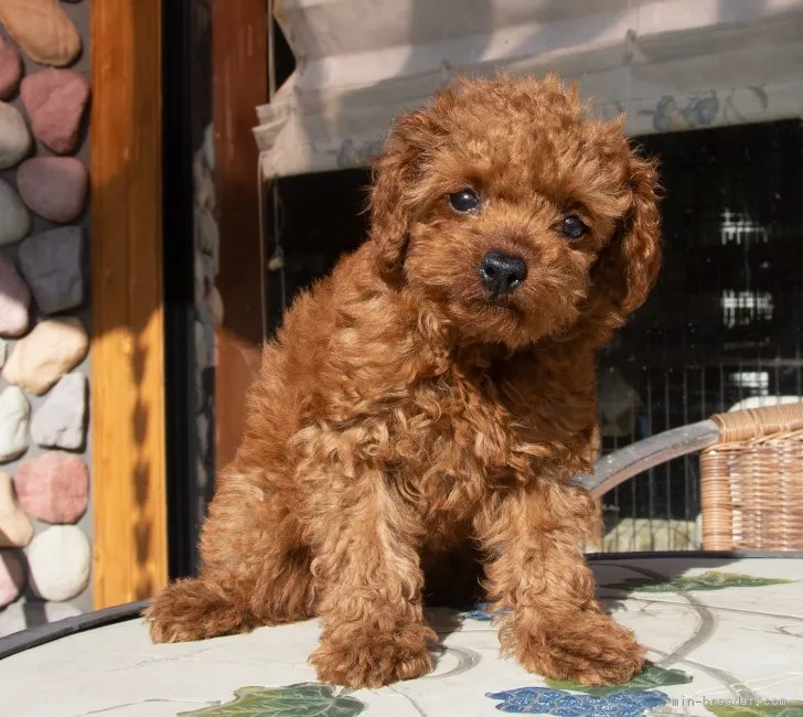 ID:1808-01702の子犬