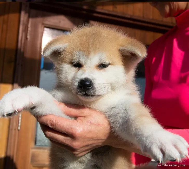 ID：1810-02836の子犬