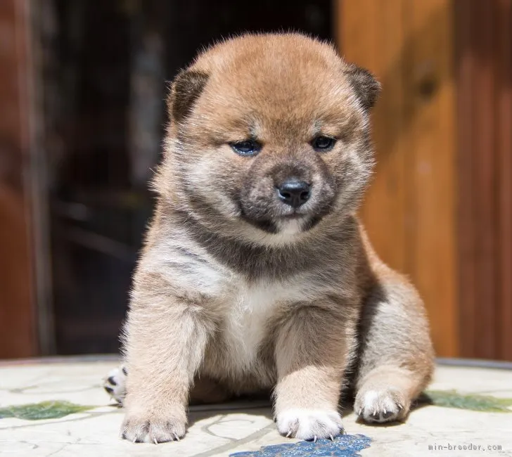 ID:1804-01289の子犬