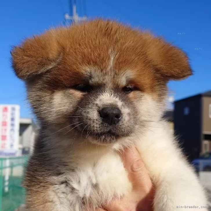 ID：2401-03543の子犬