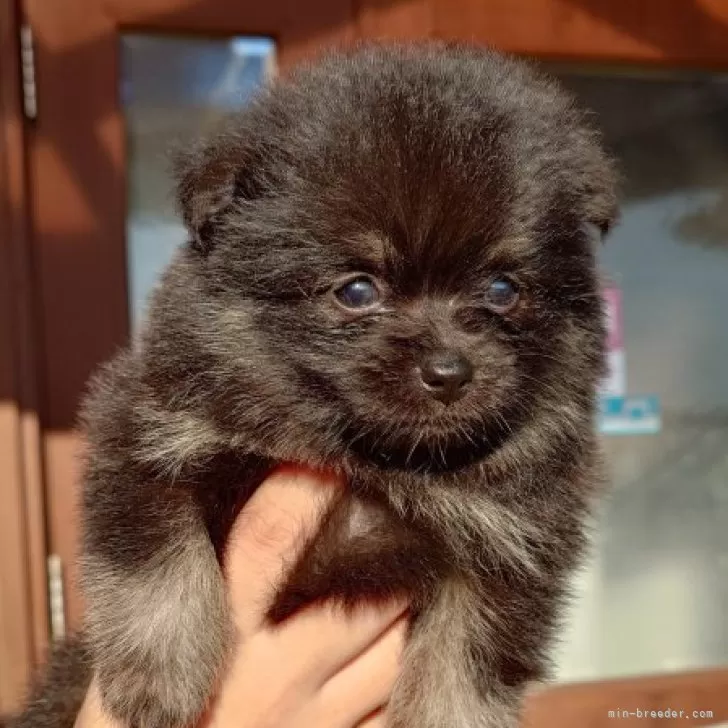 ID:2409-03089の子犬