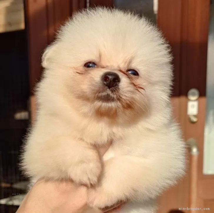 ID:2409-03086の子犬