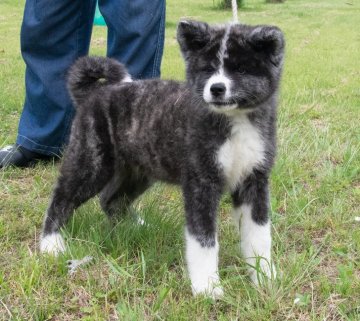 秋田犬【茨城県・女の子・2018年2月10日・虎】の写真「元気で活発な女の子です。」