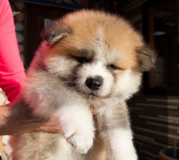 秋田犬【茨城県・男の子・2018年9月5日・赤】の写真「ムクムクでかわいい男の子です。」