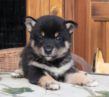 柴犬(標準サイズ)【茨城県・女の子・2018年8月19日・黒】の写真「おっとりした可愛い女の子です。」