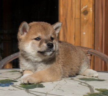 柴犬(標準サイズ)【茨城県・女の子・2018年8月16日・赤】の写真「おっとりした可愛い女の子です」