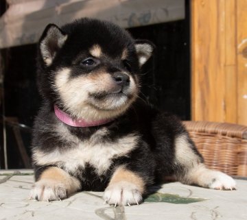 柴犬(標準サイズ)【茨城県・女の子・2018年8月19日・黒】の写真「おっとりした可愛い女の子です。」
