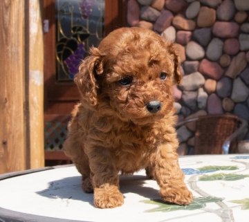 トイプードル(トイ)【茨城県・女の子・2018年9月10日・レッド】の写真「PRAクリアで鮮やかなレッドの女の子です。」