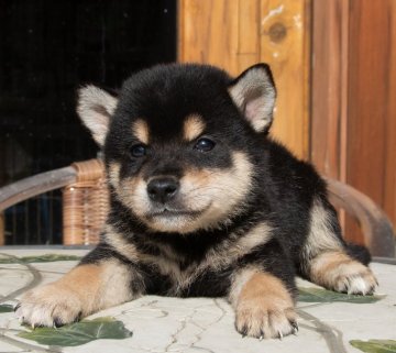 柴犬(標準サイズ)【茨城県・男の子・2018年8月19日・黒】の写真「陽気でカワイイ男の子です。」
