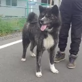 秋田犬【茨城県・男の子・2023年8月13日・虎】の写真1