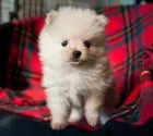 ポメラニアン【茨城県・男の子・2017年10月28日・クリーム】の写真1「１２月１9日撮影」