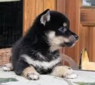 柴犬(標準サイズ)【茨城県・女の子・2018年8月19日・黒】の写真2「９月２８日撮影」