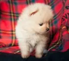 ポメラニアン【茨城県・男の子・2017年10月28日・クリーム】の写真2「１２月１9日撮影」