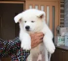 秋田犬【茨城県・男の子・2018年7月20日・白】の写真2「９月２８日撮影」